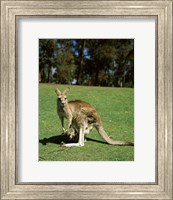 Framed Kangaroo carrying its young in its pouch, Australia
