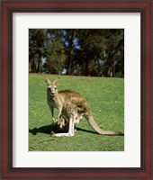 Framed Kangaroo carrying its young in its pouch, Australia