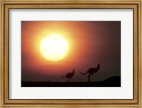 Framed Kangaroos Australia