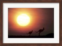 Framed Kangaroos Australia