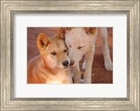 Framed Close-up of two dingoes, Australia