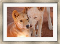 Framed Close-up of two dingoes, Australia
