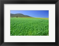 Framed Panoramic view of a wheat field, Eyre Peninsula, Australia
