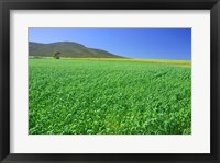 Framed Panoramic view of a wheat field, Eyre Peninsula, Australia