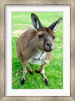 Framed Portrait of a kangaroo, Australia