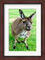 Framed Portrait of a kangaroo, Australia