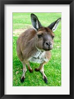 Framed Portrait of a kangaroo, Australia