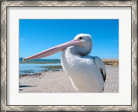 Framed Close-up of a pelican, Eyre Peninsula, Australia