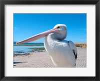 Framed Close-up of a pelican, Eyre Peninsula, Australia