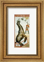 Framed Sea Lion Catching Hats