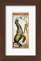 Framed Sea Lion Catching Hats