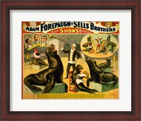 Framed Circus Seals