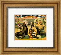 Framed Circus Seals