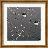 Framed Dew on Spider Web