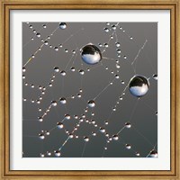 Framed Dew on Spider Web