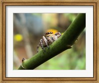 Framed Small Spider