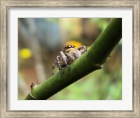 Framed Small Spider