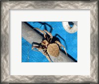 Framed Spider, Garden Orb Weaver