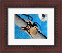 Framed Spider, Garden Orb Weaver
