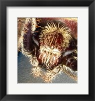 Framed Spider Close Up