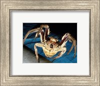 Framed Spider, Garden Orb