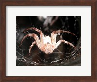 Framed Spider In Web