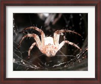 Framed Spider In Web