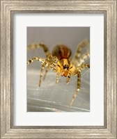 Framed Spider Spinning Web