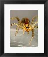 Framed Spider Spinning Web