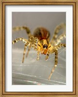 Framed Spider Spinning Web