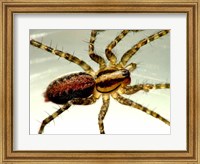 Framed Spider Close Up