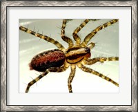 Framed Spider Close Up