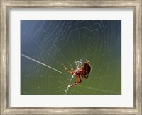 Framed Spider Spinning Its Web