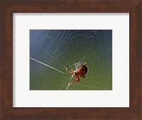 Framed Spider Spinning Its Web