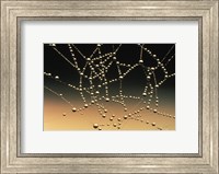 Framed Water Drops on Spiderweb