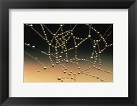 Framed Water Drops on Spiderweb