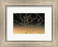 Framed Water Drops on Spiderweb