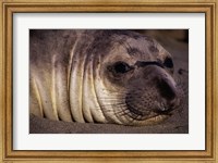 Framed Seal - close