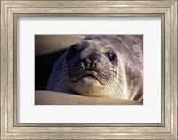 Framed Seal - photo
