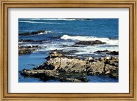 Framed Seals on rocks at the coast, California, USA