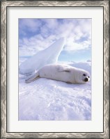 Framed Seal - laying