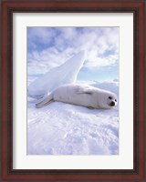 Framed Seal - laying