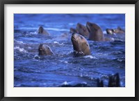Framed Steller Sea Lions
