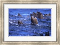 Framed Steller Sea Lions