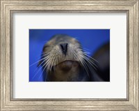 Framed Close-up of a California Sea Lion swimming in water