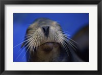 Framed Close-up of a California Sea Lion swimming in water