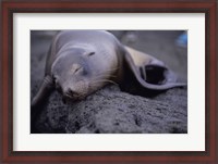 Framed Close-up of a Sea Lion sleeping on a rock, Galapagos Islands, Ecuador