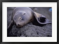 Framed Close-up of a Sea Lion sleeping on a rock, Galapagos Islands, Ecuador