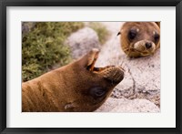 Framed Close-up of two Sea Lions relaxing on rocks, Ecuador