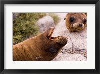 Framed Close-up of two Sea Lions relaxing on rocks, Ecuador